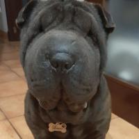 Foto de BRUNO
