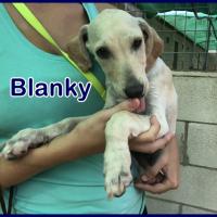 BLANKY