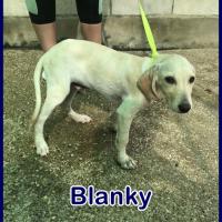 BLANKY