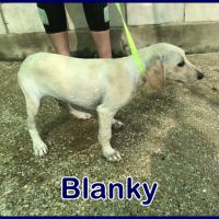 BLANKY