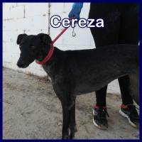 CEREZA