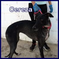 CEREZA