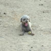 BORIS