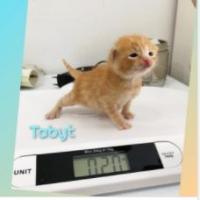 Tabyt (ADOPTADO)