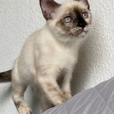 Kiona