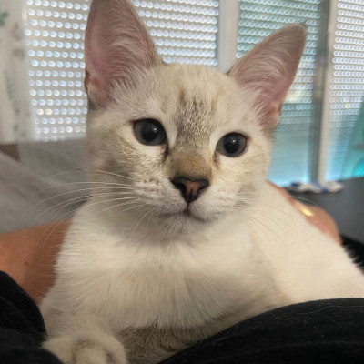 Kiara