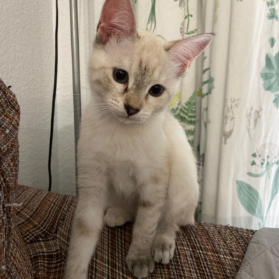 Kiara