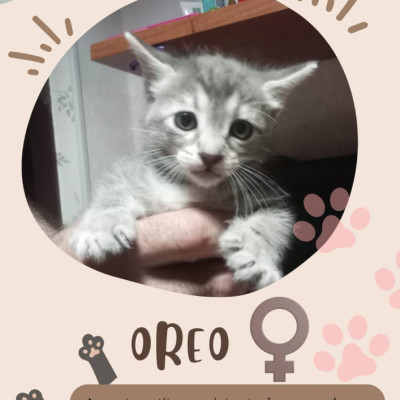 Oreo