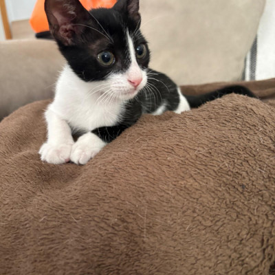 Petit