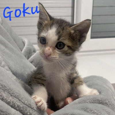 Goku