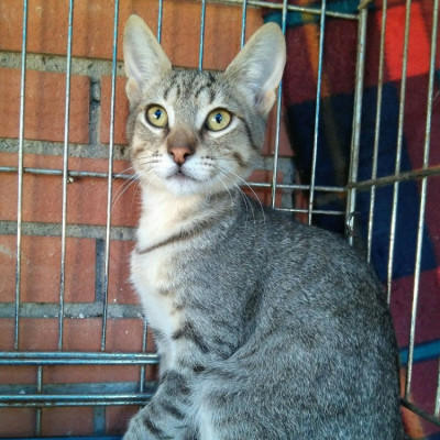 Pituco