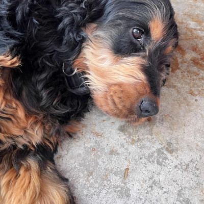 Pedro
