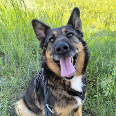 Alf