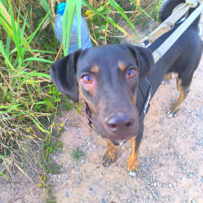 Lou