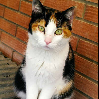 Carmensita