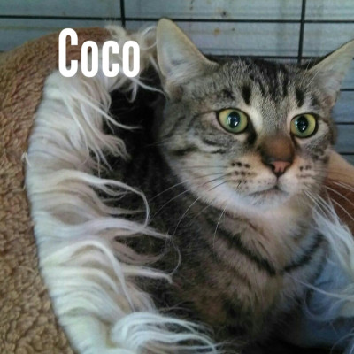 Coco