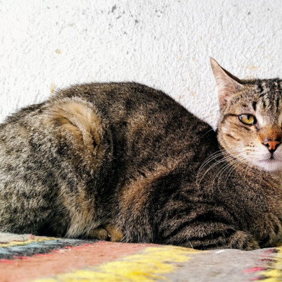 Mirlis