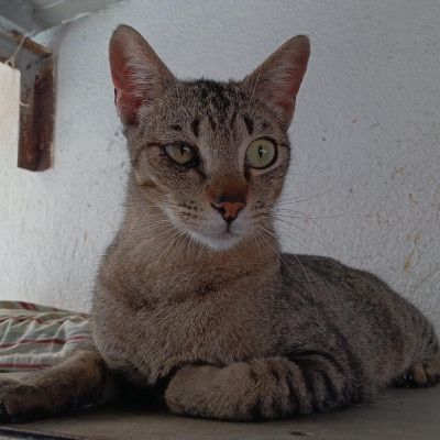 Mirlis