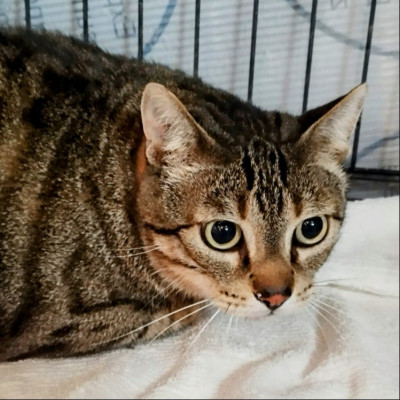 Brutus