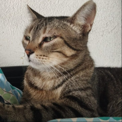 Brutus