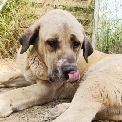 Foto de Bruno