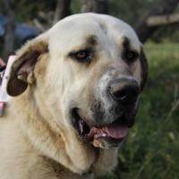 Bruno