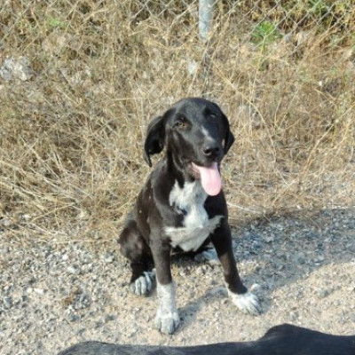 SKYE
