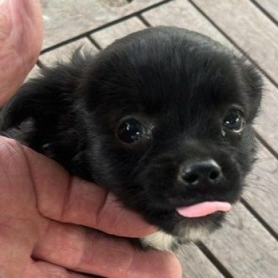 NIKI