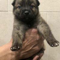 Foto de OLAF
