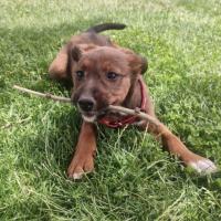 Foto de Dodo