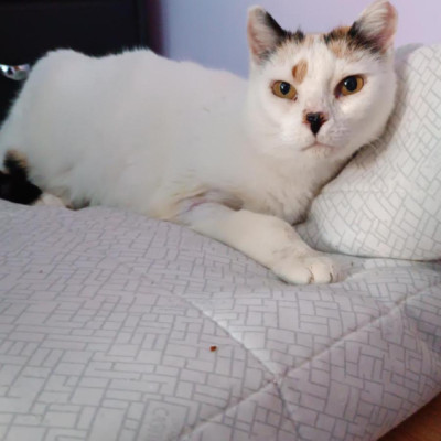 NELA