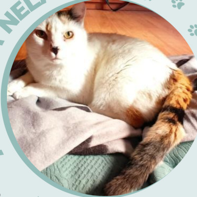 NELA