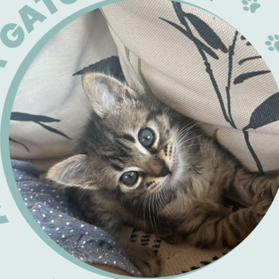 GATO