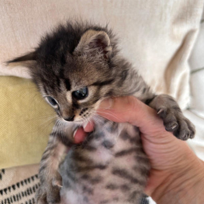GATO