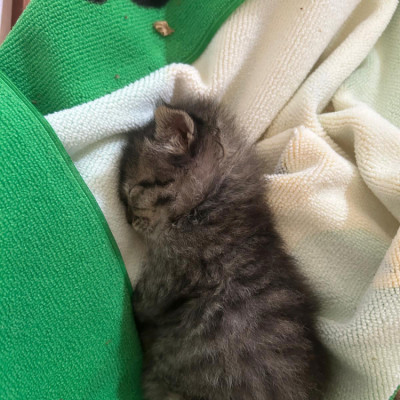 GATO