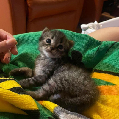 GATO