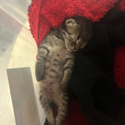 GATO