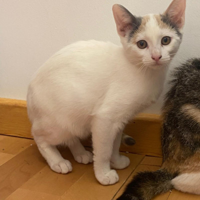 LÍA, LUNA Y LEO