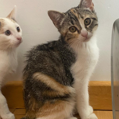 LÍA, LUNA Y LEO