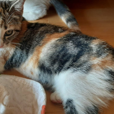 LÍA, LUNA Y LEO