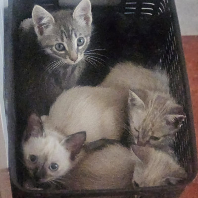 5 HERMANITOS