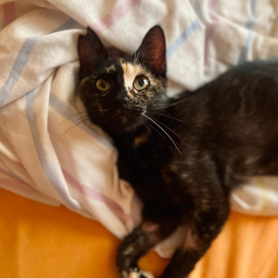 NENA