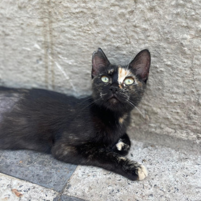 NENA