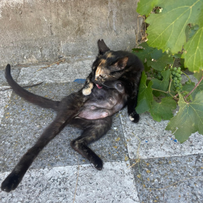 NENA