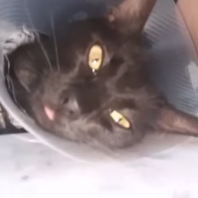 BASTET