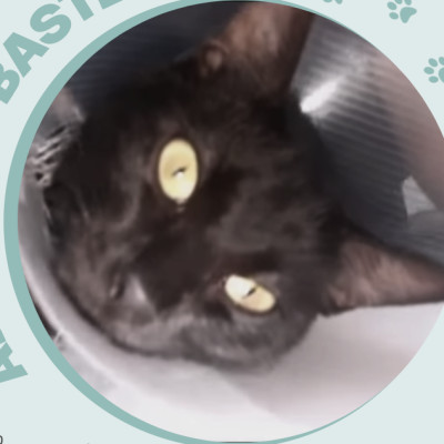BASTET