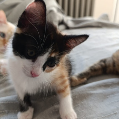CHILI