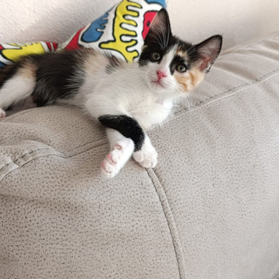 CHILI