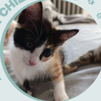 CHILI