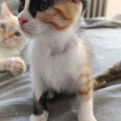 CHILI